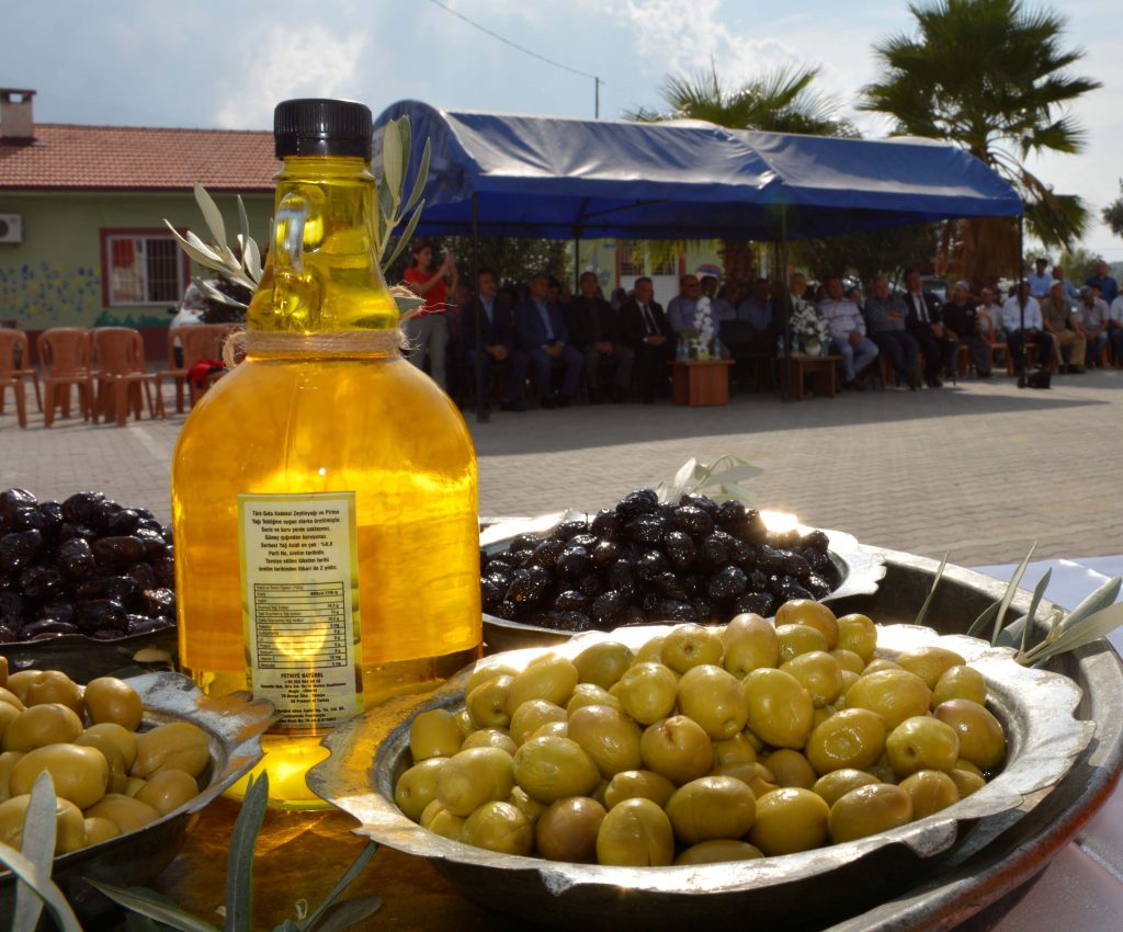 Seydikemer’de Zeytin Hasat Şenliğinin İlki Yapıldı