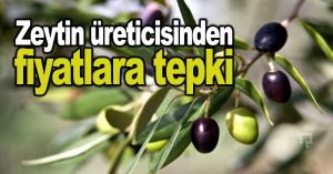 Zeytin üreticisinden fiyatlara tepki