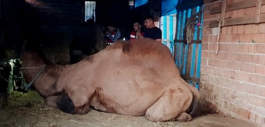 Şampiyon deve sahibini öldürdü