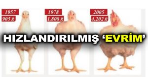 Hızlandırılmış ‘evrim’