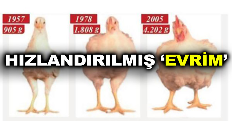 Hızlandırılmış ‘evrim’