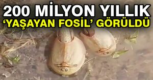 200 milyon yıllık ‘yaşayan fosil’ görüldü