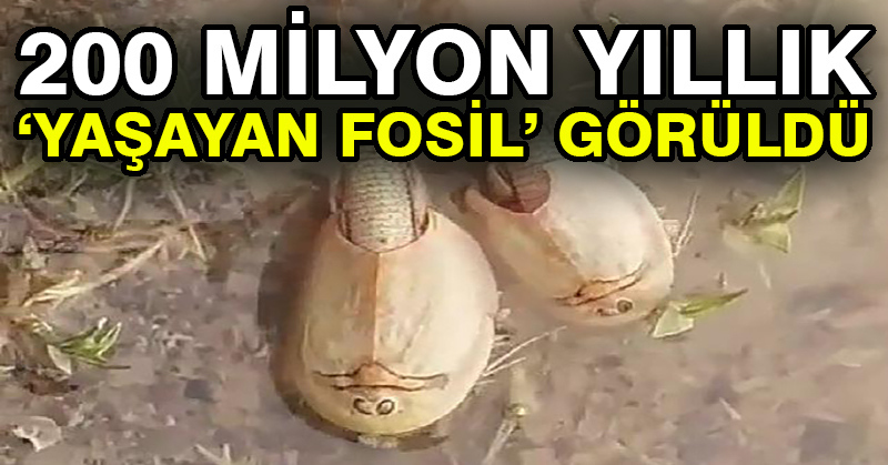 200 milyon yıllık ‘yaşayan fosil’ görüldü