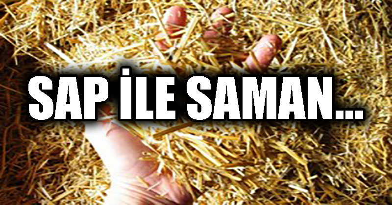 SAP İLE SAMAN…