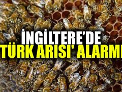 İngiltere’de ‘Türk arısı’ alarmı