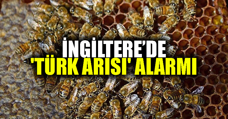 İngiltere’de ‘Türk arısı’ alarmı