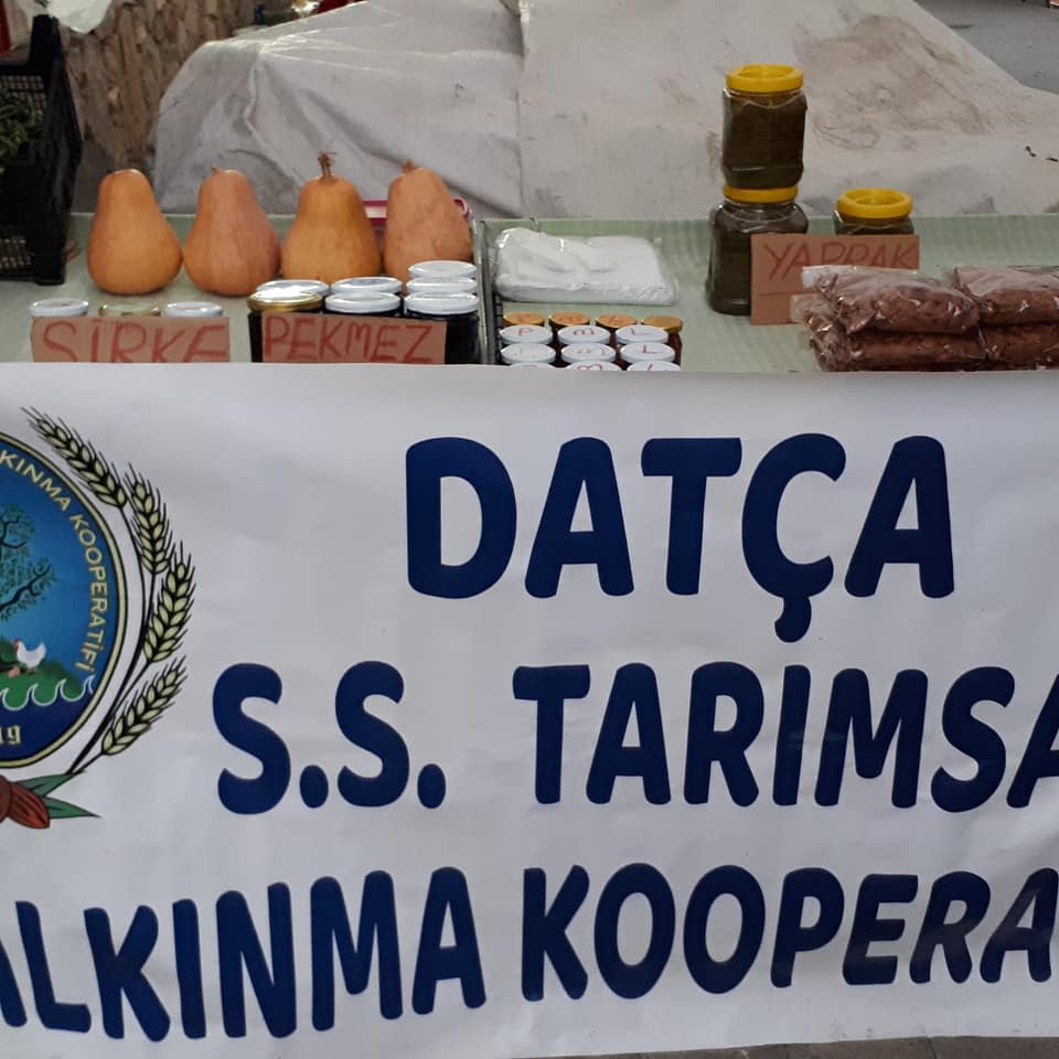 DATÇA YEREL TOHUMDAN DATÇA KOOPERATİFE GİDEN YOL