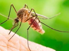 DSÖ açıkladı: Sivrisineklerden Koronavirüs bulaşır mı?