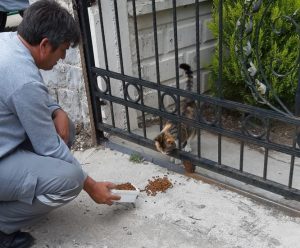 FETHİYE BELEDİYESİ SOKAK HAYVANLARI İÇİN PARK VE BAHÇELERE MAMA BIRAKIYOR
