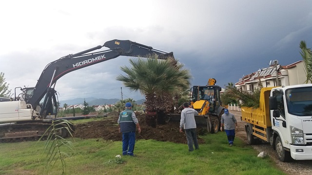 Çalış’ta sökülen ağaçlar, yeşil alanlara dikildi