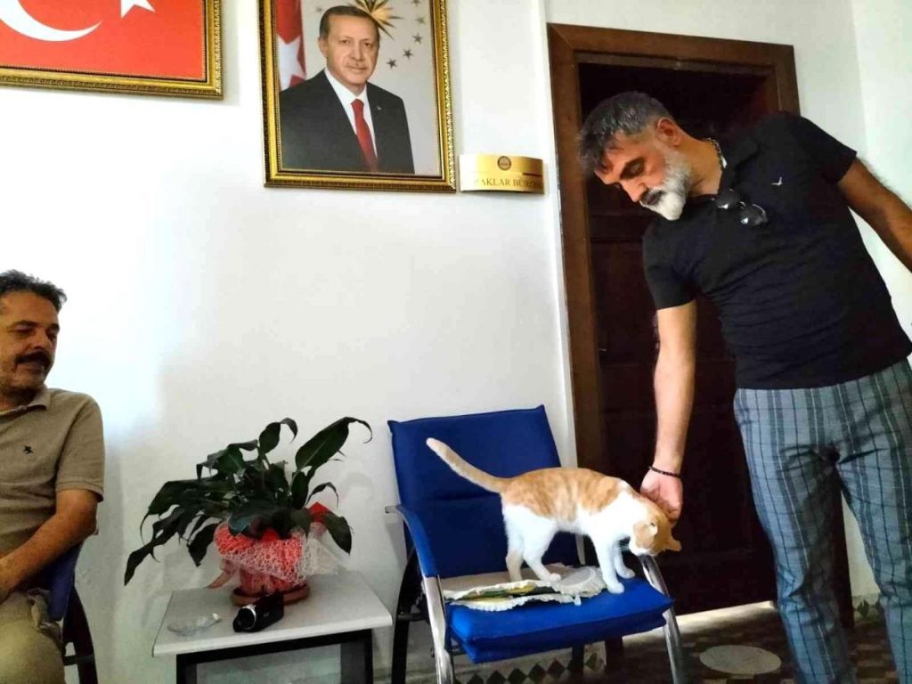 Sevimli Kedi “Sarı” kaymakamlığın maskotu haline geldi