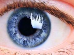 Araştırma: Dünyadaki tüm mavi gözlü insanlar aynı kişinin soyundan geliyor