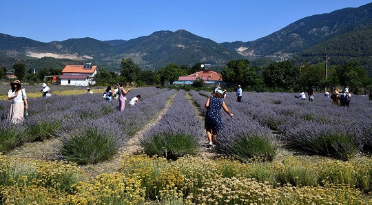 Lavanta bahçesinin üçüncü hasadı alındı