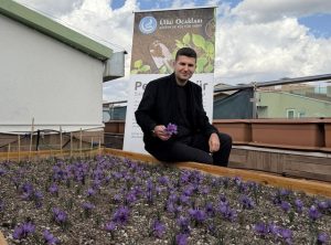 Ülkü Ocakları Genel Merkezi’nin Terasında Safran Hasadı!