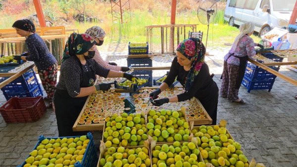 Nazilli’de İncir Cipsi Üretimi Başladı