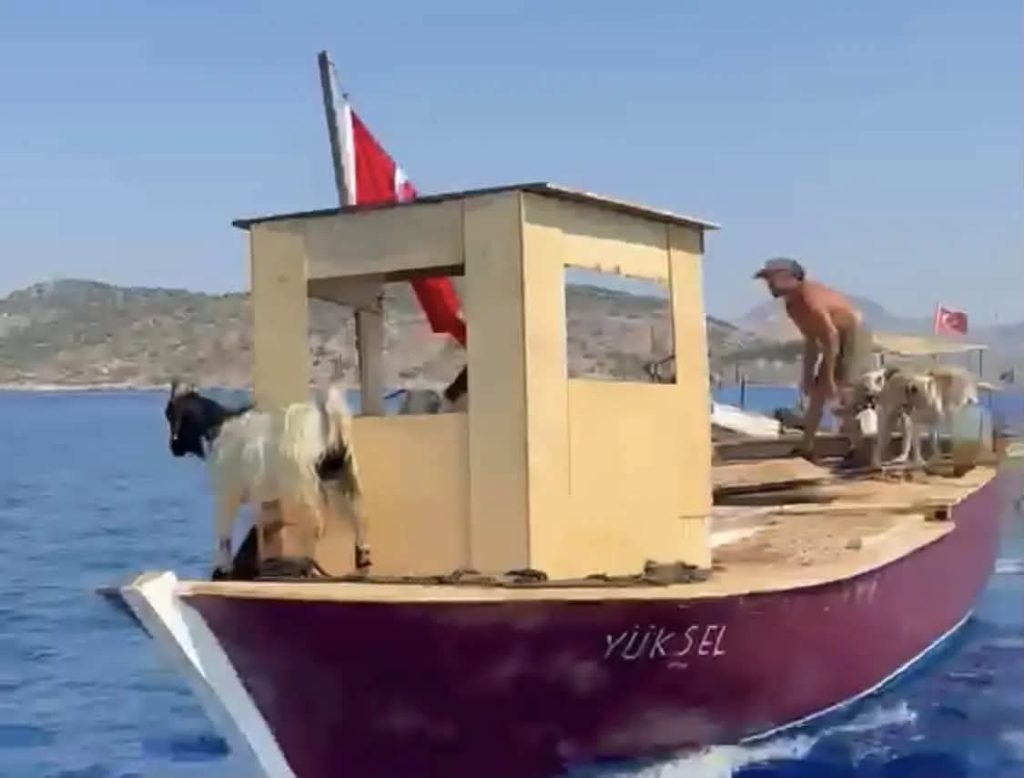 Asırlık Yörük Geleneği Marmaris’te Yaşatılıyor: Keçiler Teknelerle Taşınıyor
