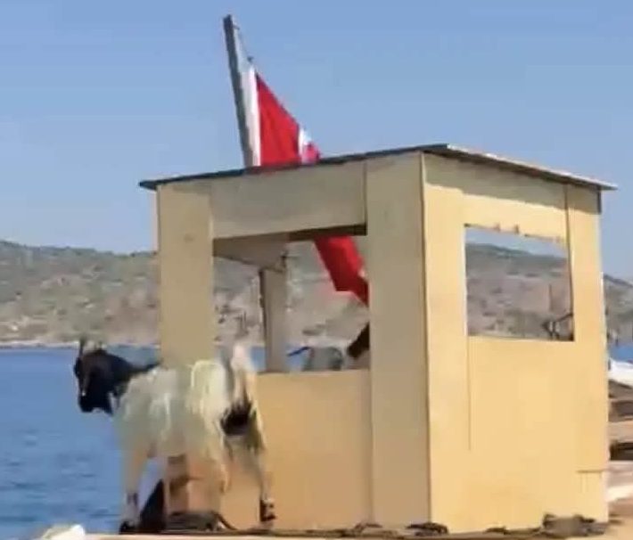 Asırlık Yörük Geleneği Marmaris’te Yaşatılıyor: Keçiler Teknelerle Taşınıyor